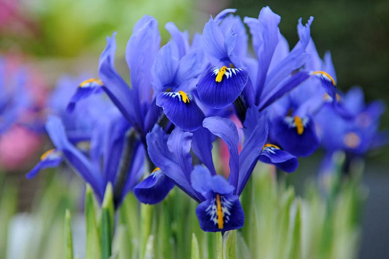 Iris reticulata (Dwarf Iris)